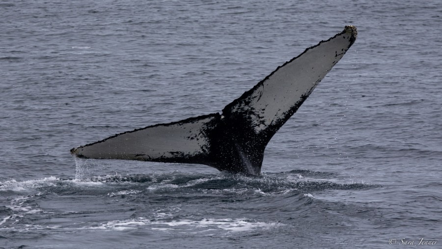 OTL26-23, Day 5, Humpback 4 © Sara Jenner - Oceanwide Expeditions.jpg