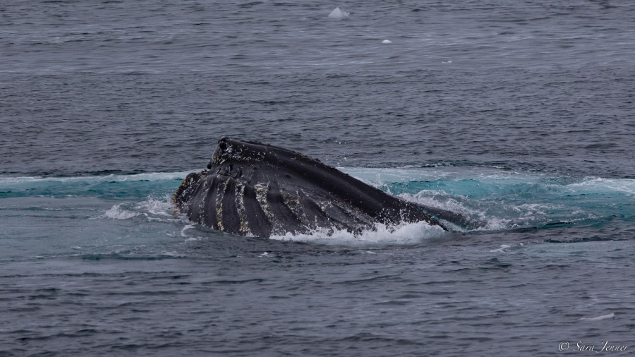 OTL26-23, Day 5, Humpback 5 © Sara Jenner - Oceanwide Expeditions.jpg