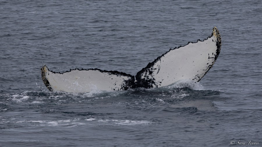 OTL26-23, Day 5, Humpback 6 © Sara Jenner - Oceanwide Expeditions.jpg