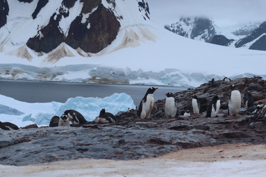 OTL26-23, Day 6 Birds at Charcot © Unknown Photographer - Oceanwide Expeditions.JPG