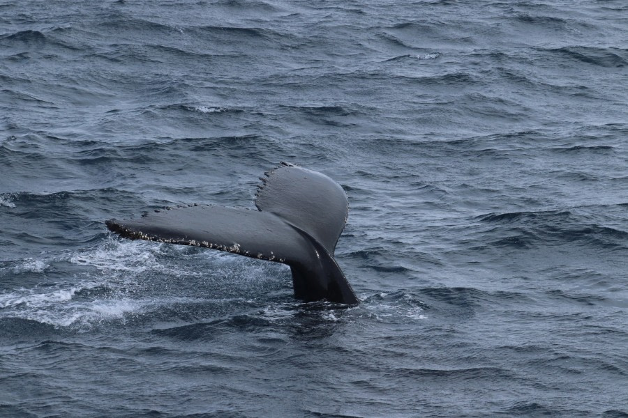 OTL26-23, Day 6 Whale 2 - Jess © Jess Owen - Oceanwide Expeditions.JPG