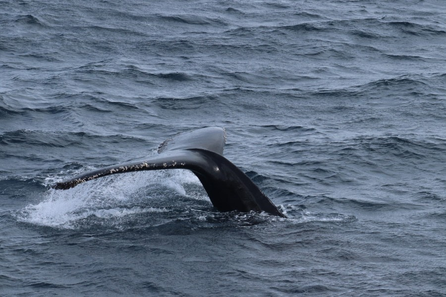 OTL26-23, Day 6 Whale 4  - Jess © Jess Owen - Oceanwide Expeditions.JPG