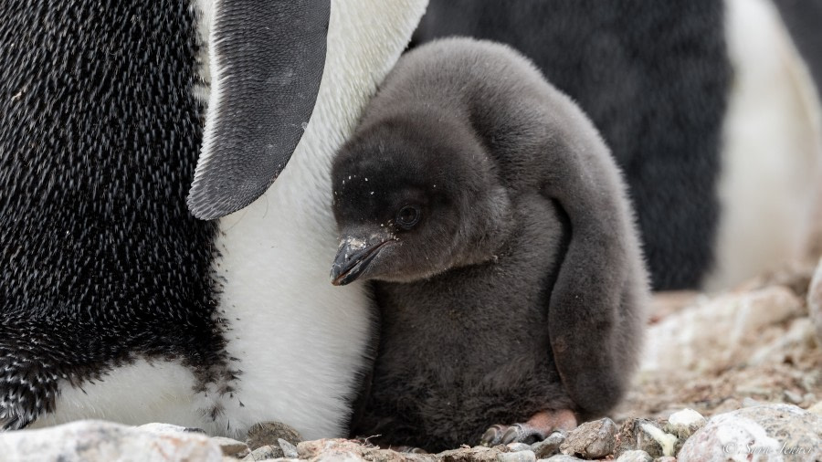 OTL26-23, Day 6, Adelie Chick  sideshow_ © Sara Jenner - Oceanwide Expeditions.jpg