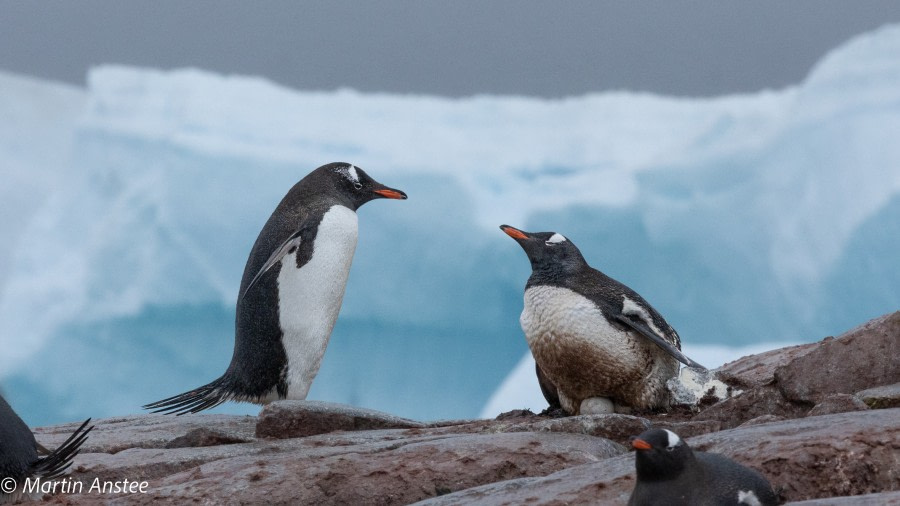 OTL26-23, Day 6, Gentoos Martin © Martin Anstee Photography - Oceanwide Expeditions.jpg