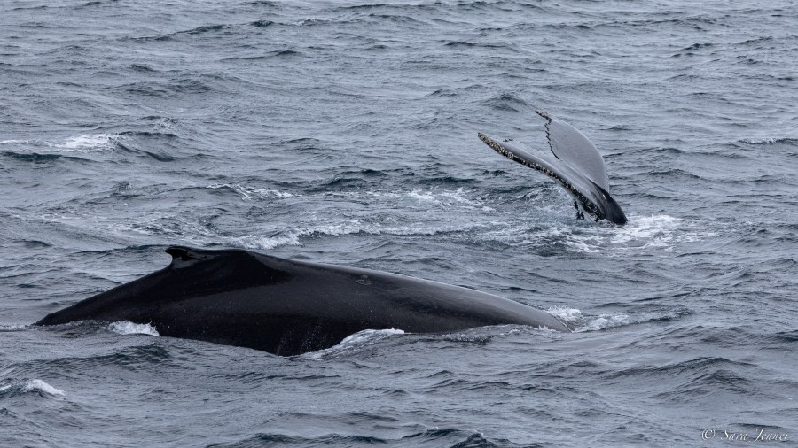 OTL26-23, Day 7 Humpbacks 1 © Sara Jenner - Oceanwide Expeditions.jpg