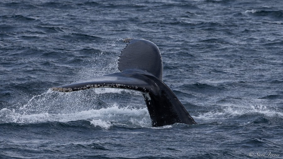 OTL26-23, Day 7 Humpbacks 3 © Sara Jenner - Oceanwide Expeditions.jpg