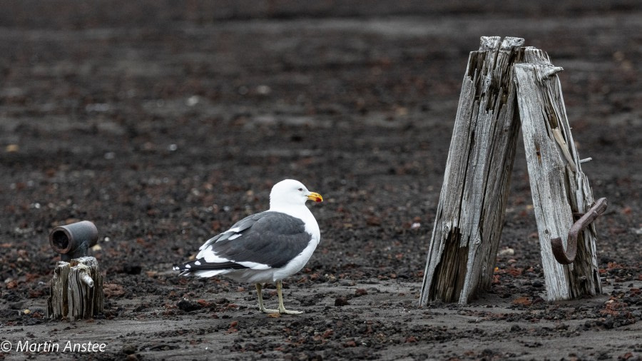 OTL26-23, Day 8 Kelp Gull Martin © Martin Anstee Photography - Oceanwide Expeditions.jpg