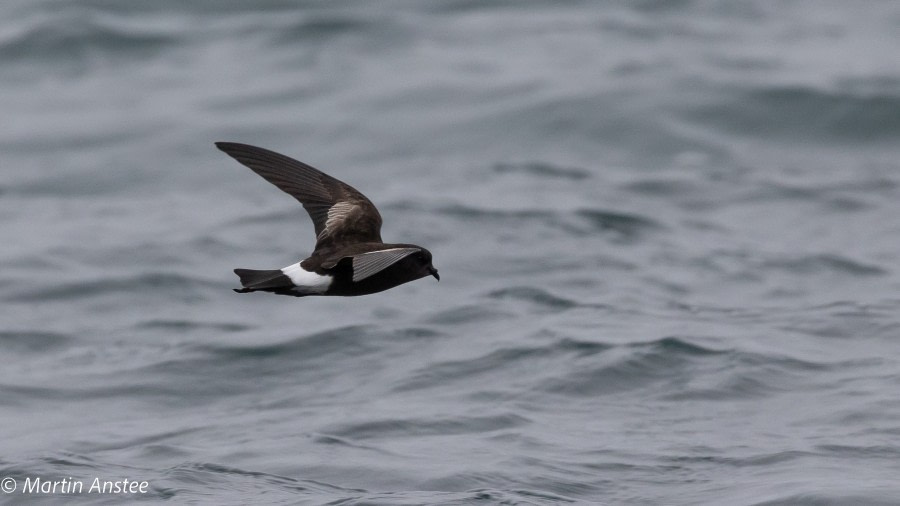 OTL26-23, Day 8 Stormie 3 Martin © Martin Anstee Photography - Oceanwide Expeditions.jpg