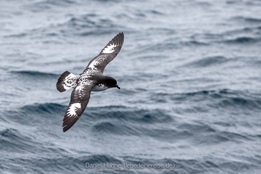 Crossing the Drake Passage