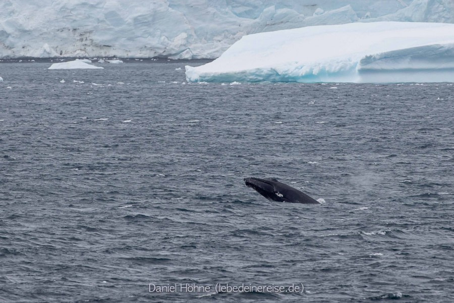 PLA26-23, Day 6 BC5I5131 © Daniel Hoehne - Oceanwide Expeditions.jpg