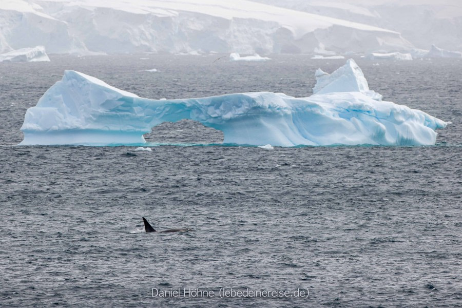 PLA26-23, Day 6 BC5I5307 © Daniel Hoehne - Oceanwide Expeditions.jpg