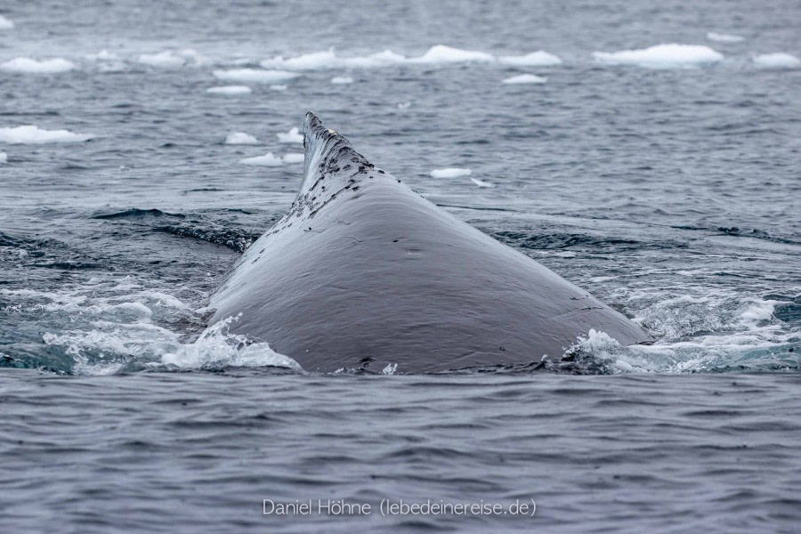 PLA26-23, Day 6 BC5I5464 © Daniel Hoehne - Oceanwide Expeditions.jpg