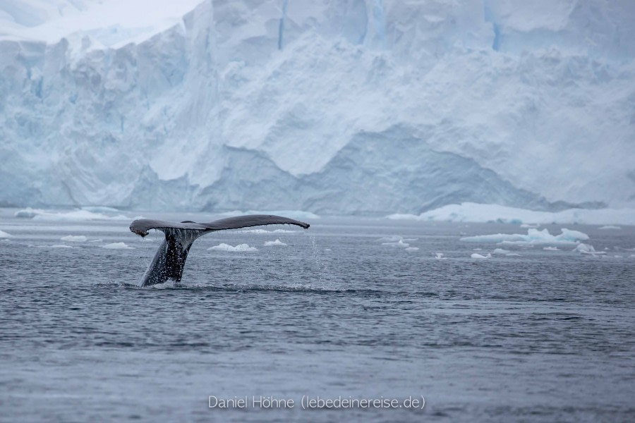 PLA26-23, Day 6 BC5I5608 © Daniel Hoehne - Oceanwide Expeditions.jpg