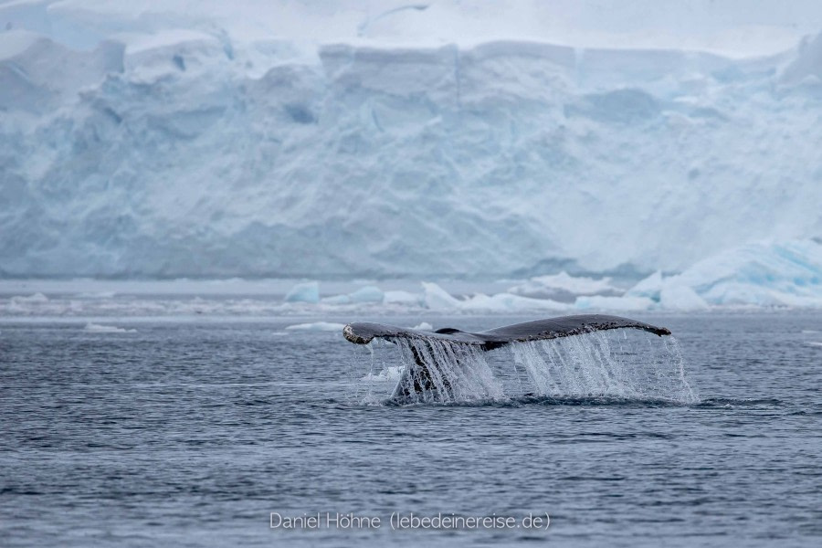 PLA26-23, Day 6 BC5I5629 © Daniel Hoehne - Oceanwide Expeditions.jpg