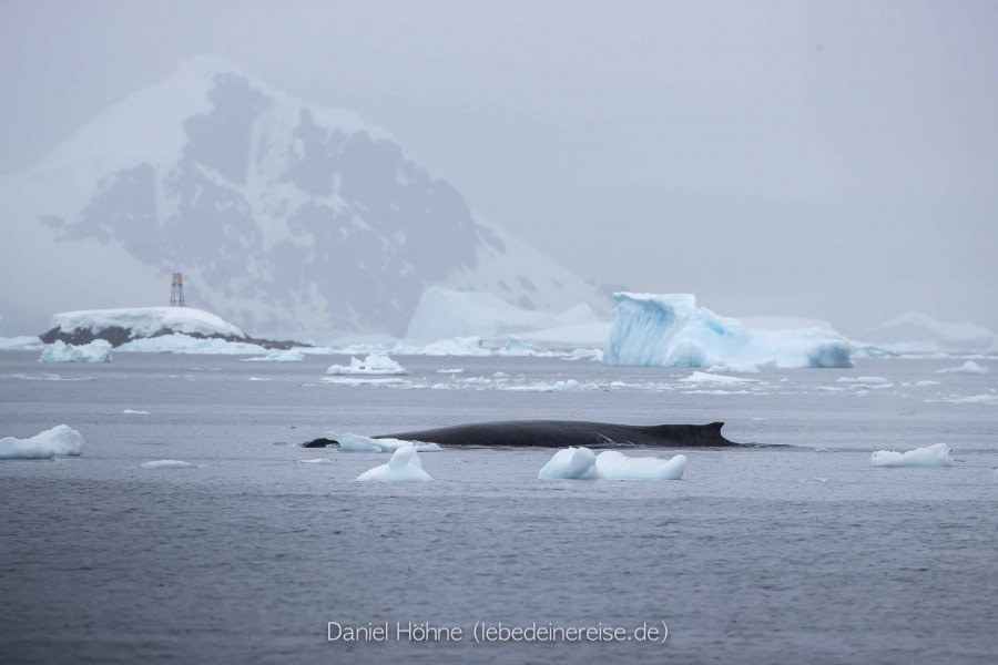 PLA26-23, Day 6 BC5I5641 © Daniel Hoehne - Oceanwide Expeditions.jpg