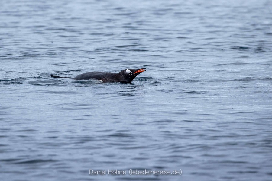 PLA26-23, Day 6 BC5I5722 © Daniel Hoehne - Oceanwide Expeditions.jpg