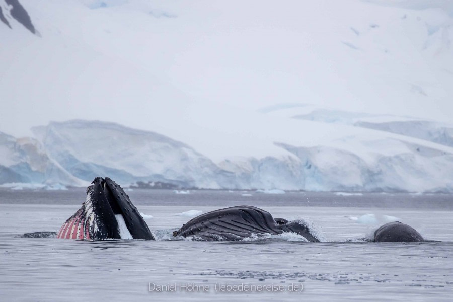 Useful Island, Gerlache Strait ship cruise, Paradise Bay zodiac cruise, continental landing at Brown Station