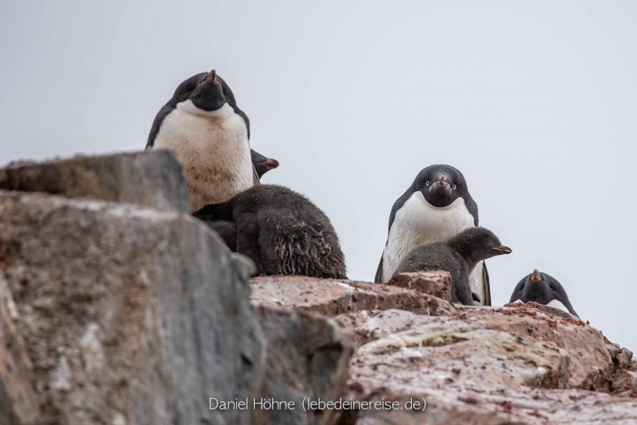 PLA26-23, Day 8 BC5I7017 © Daniel Hoehne - Oceanwide Expeditions.jpg