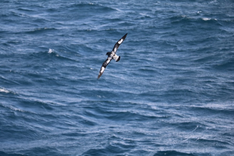 PLA26-23, IMG_6233 © Christiaan Luteijn - Oceanwide Expeditions.JPG