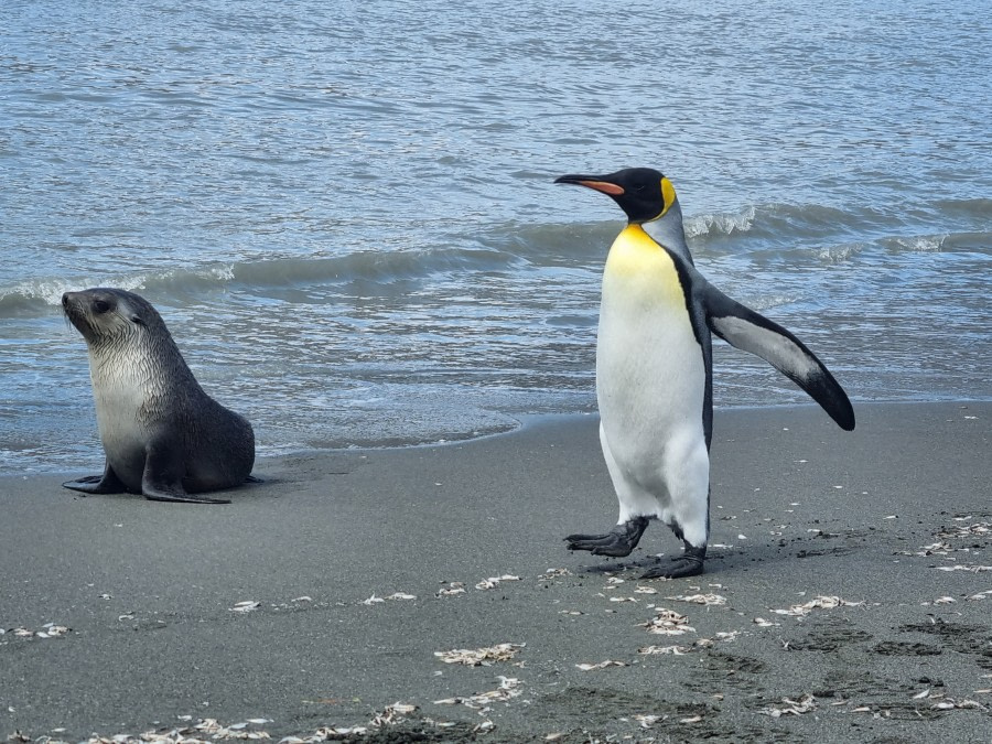 St. Andrews & Grytviken