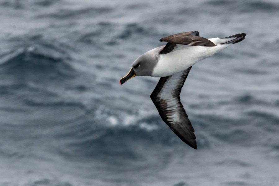 HDS26-23, Day 18 08214 © Unknown Photographer - Oceanwide Expeditions.jpg