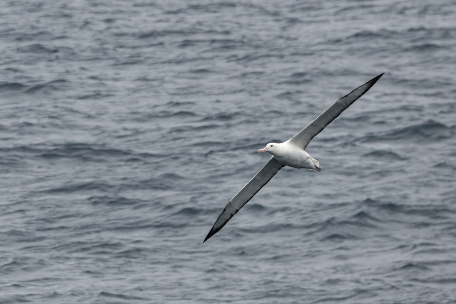 HDS26-23, Day 18 08216 © Unknown Photographer - Oceanwide Expeditions.jpg