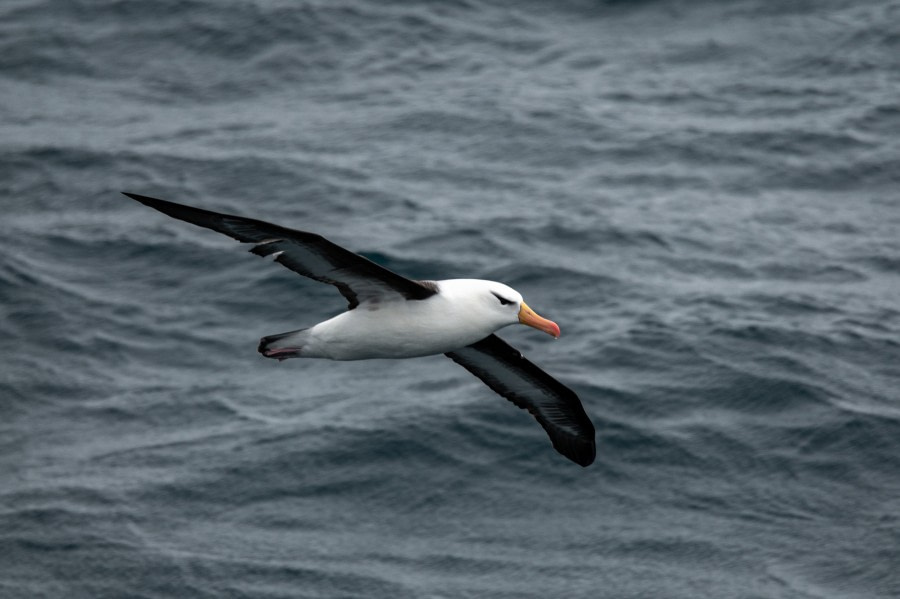 HDS26-23, Day 18 08221 © Unknown Photographer - Oceanwide Expeditions.jpg