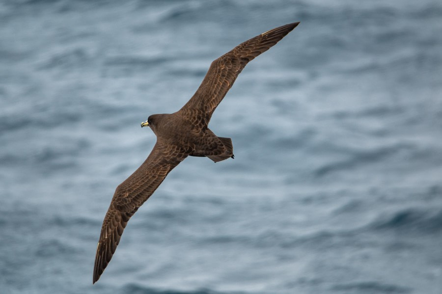 HDS26-23, Day 18 08228 © Unknown Photographer - Oceanwide Expeditions.jpg