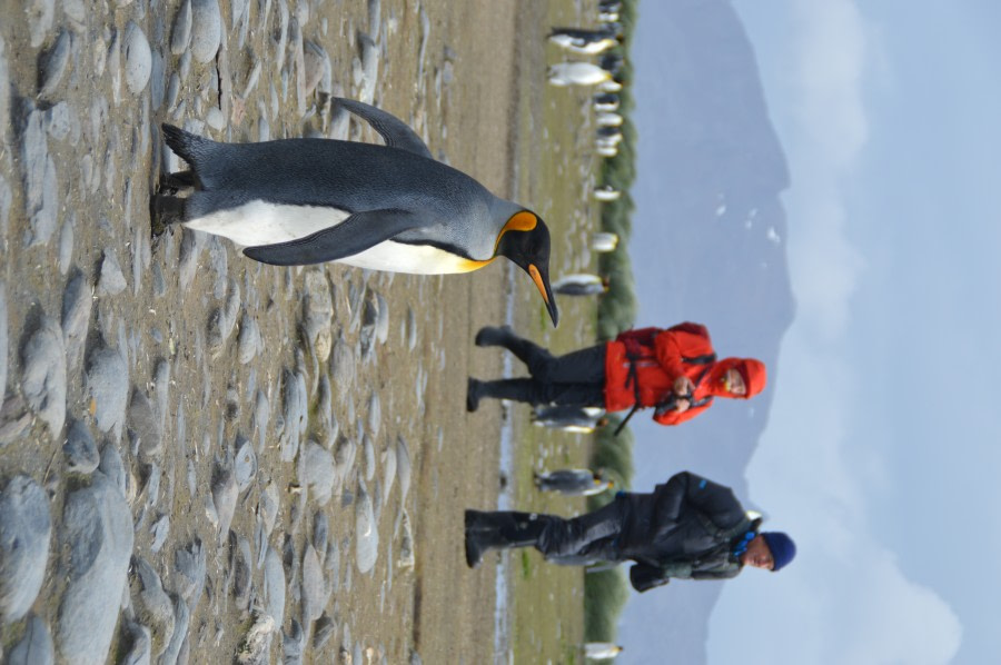 PLA27-23, day 7 PenguinAheadSalisbury_estherjosten © Esther Josten - Oceanwide Expeditions.JPG