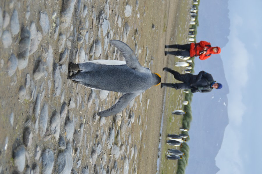 PLA27-23, day 7 SalisburyPenguiAhead_estherjosten © Esther Josten - Oceanwide Expeditions.JPG