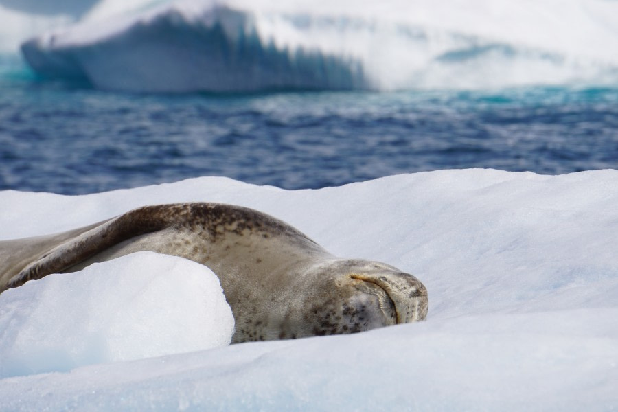 PLA27-23, day 15 leopardseal_devilisland_stefanieliller © Stefanie Liller - Oceanwide Expeditions.jpg