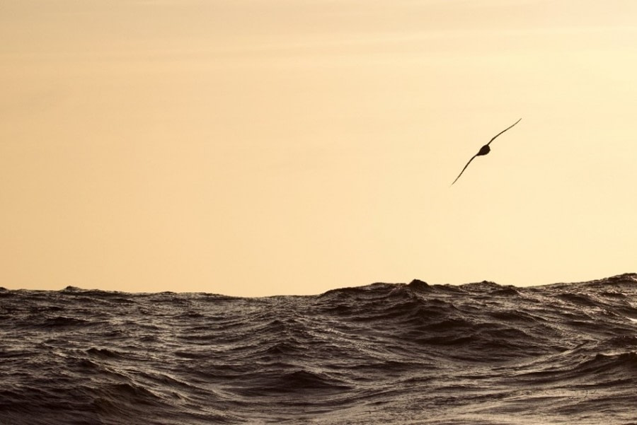 at sea towards South Georgia