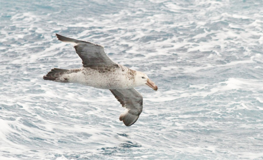 At Sea Drake Passage