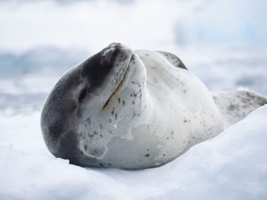 HDS27A23, Leopard Seal © Unknown Photographer - Oceanwide Expeditions.jpg