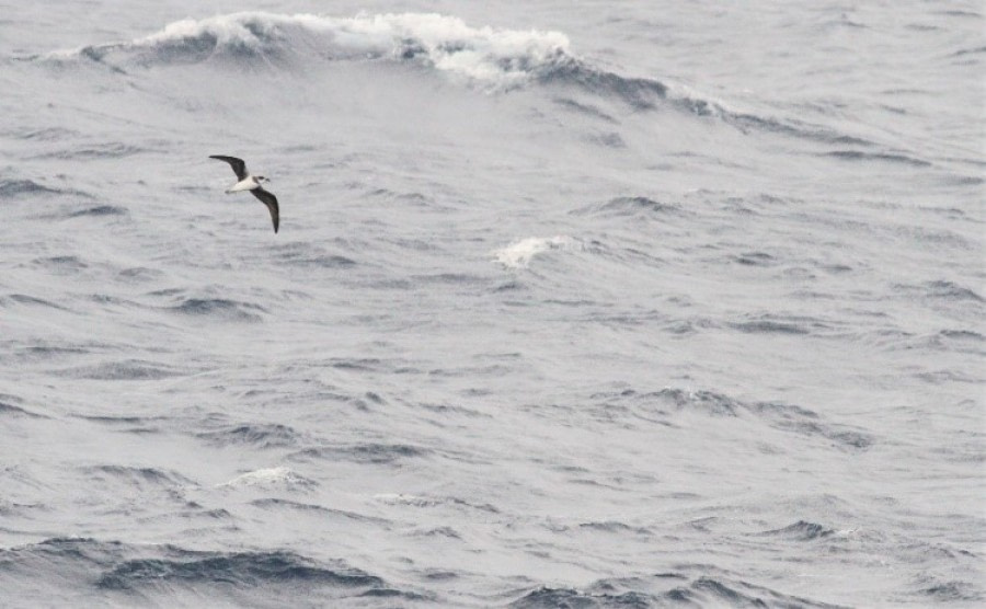 At sea Drake Passage towards Ushuaia