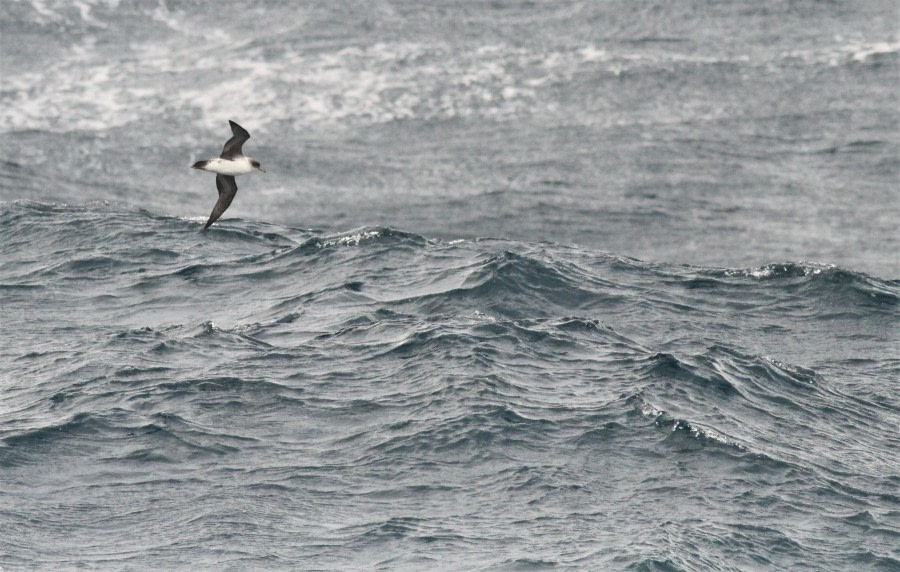 At sea towards Falkland Islands