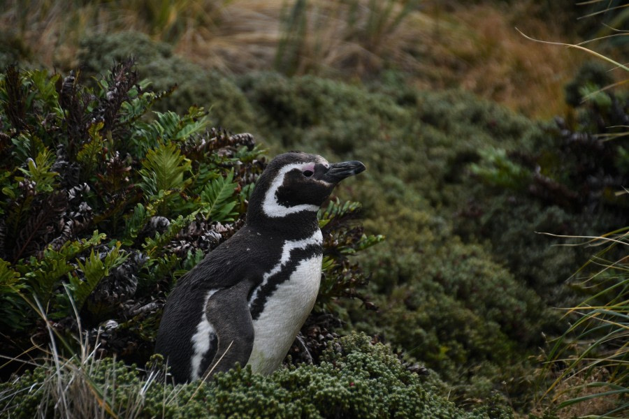 HDS28A23, Day 16, Gipsy Point_Saskia -3 © Saskia van der Meij - Oceanwide Expeditions.JPG