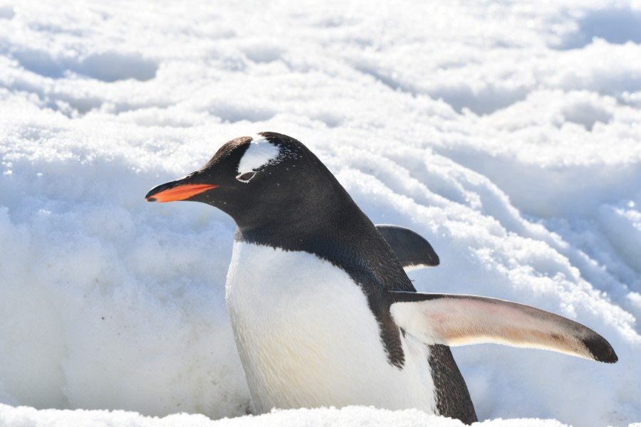 Antarctic Peninsula, Portal Point and Danco Island