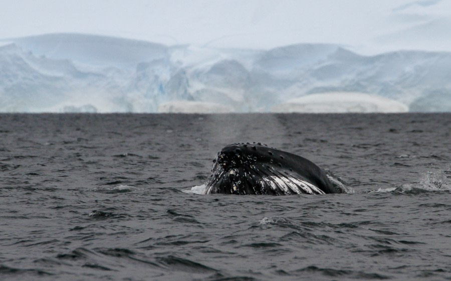 Antarctic Peninsula, Palaver Point