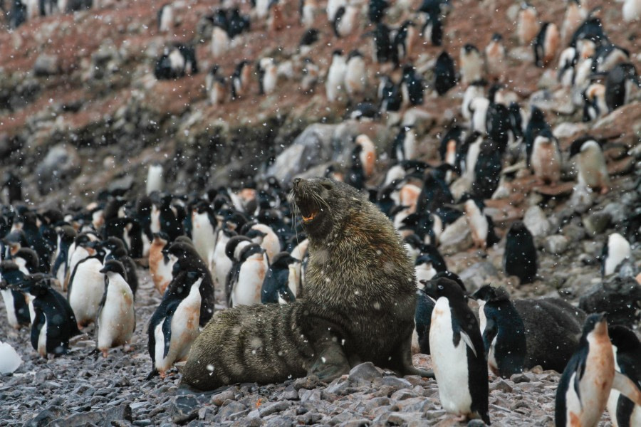 HDS28A23, Day 6, Paulet Island - Felicity J-1 © Felicity Johnson - Oceanwide Expeditions.jpg