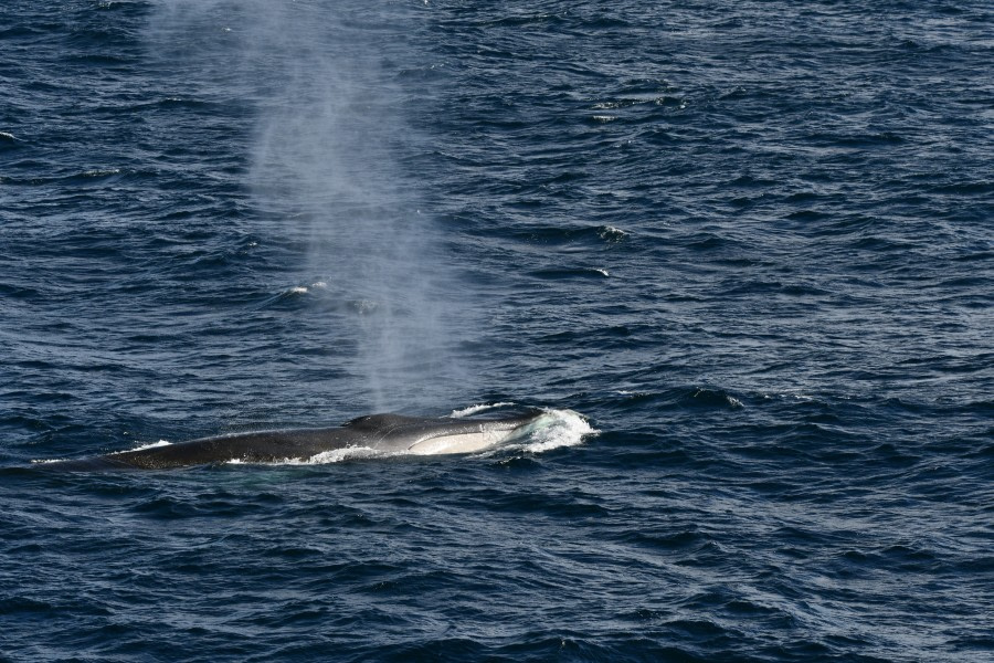 HDS28A23, Day 7, ANT_1118 © Saskia van der Meij - Oceanwide Expeditions.JPG