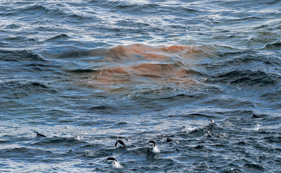 HDS28A23, Day 7, Elephant Island - Felicity J-1 © Felicity Johnson - Oceanwide Expeditions.jpg