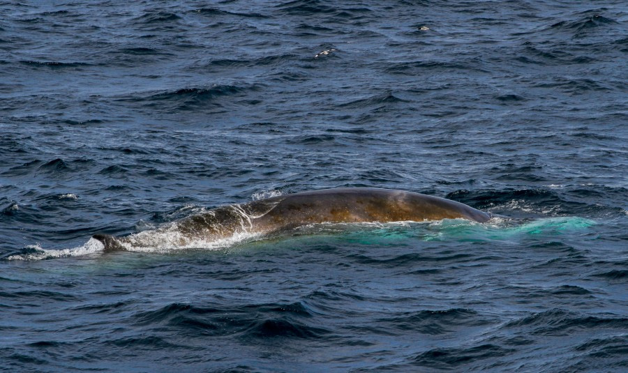 HDS28A23, Day 7, Elephant Island - Felicity J-2 © Felicity Johnson - Oceanwide Expeditions.jpg