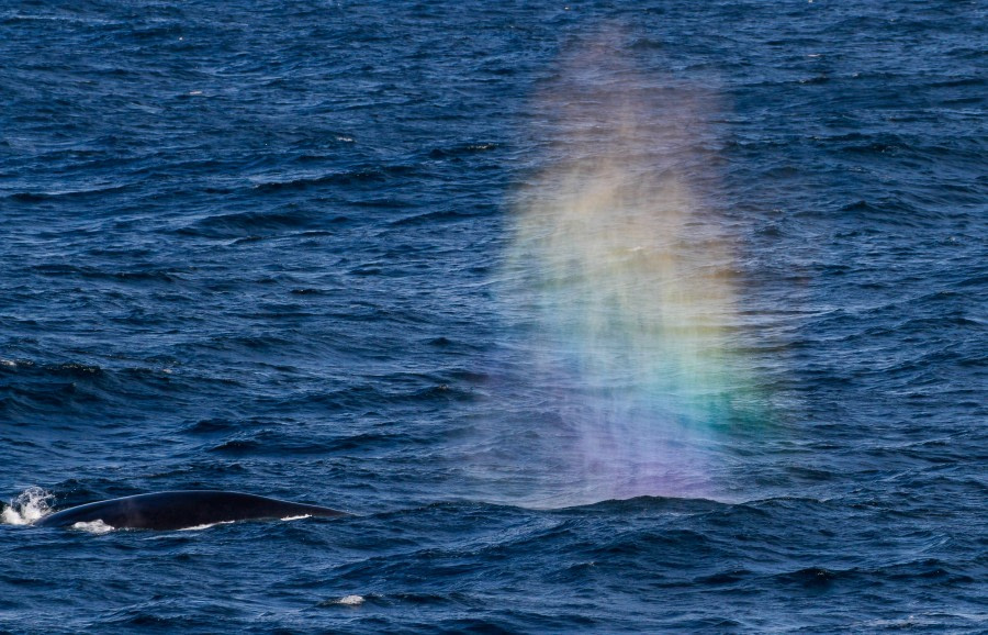 HDS28A23, Day 7, Elephant Island - Felicity J-4 © Felicity Johnson - Oceanwide Expeditions.jpg