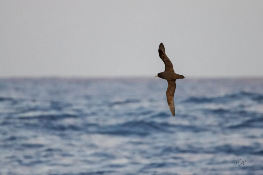 Crossing the Drake Passage