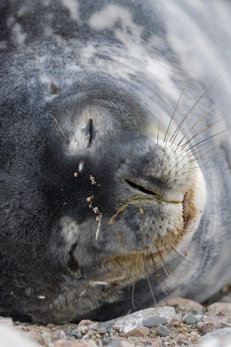 HDS29-23, Day 8, Weddell Seal - Andrew Crowder © Andrew Crowder - Oceanwide Expeditions.jpeg