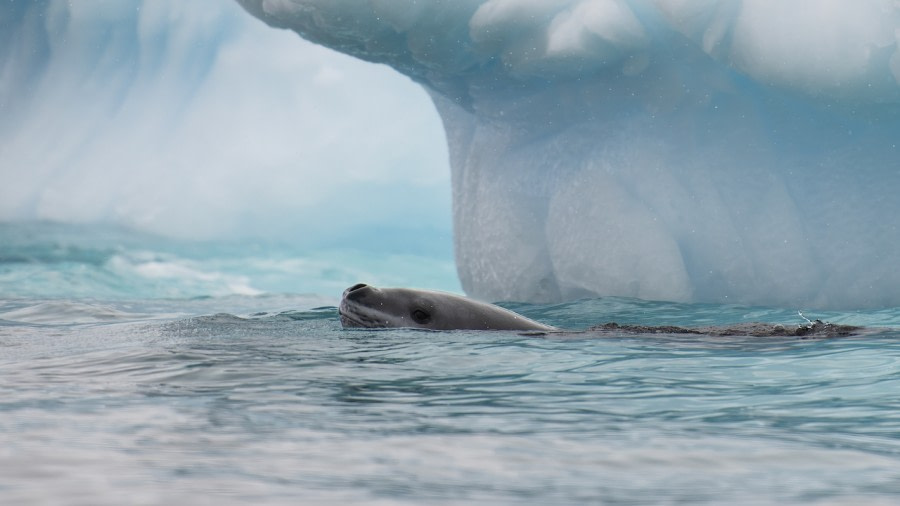 HDS29-23, Day 10, Leopard Seal - Koen © Koen Hoekemeijer - Oceanwide Expeditions.jpeg