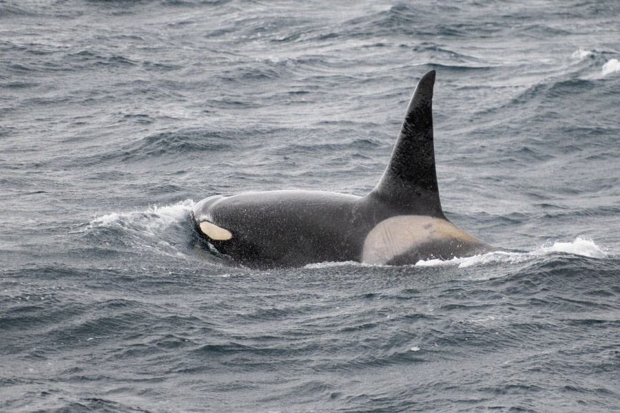 HDS29-23, Day 9, Orca - Koen H © Koen Hoekemeijer - Oceanwide Expeditions.jpg