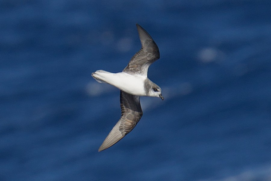 At Sea - Drake Passage