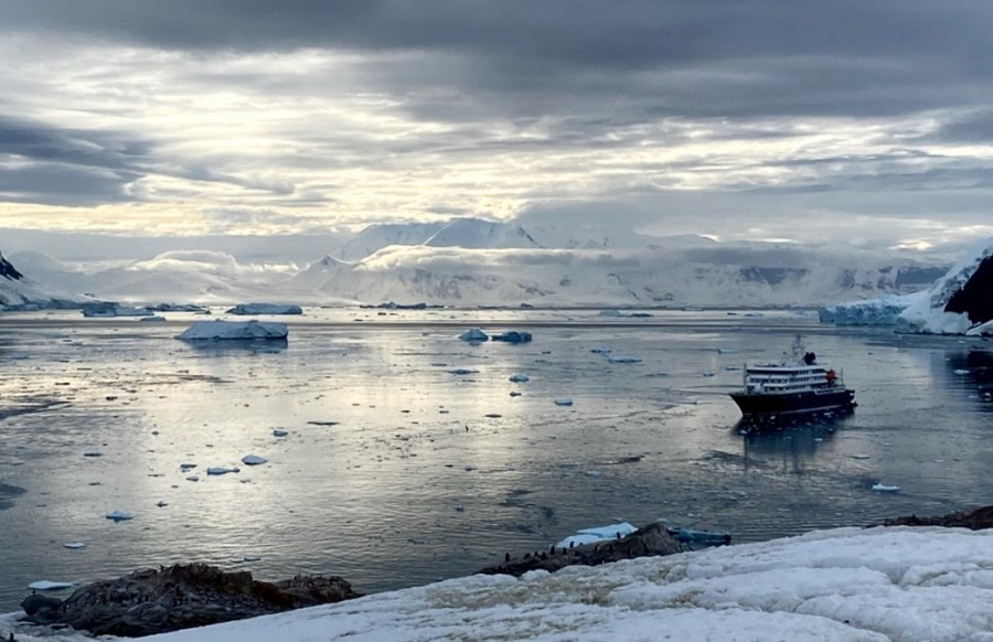 Toddyn Iceberg